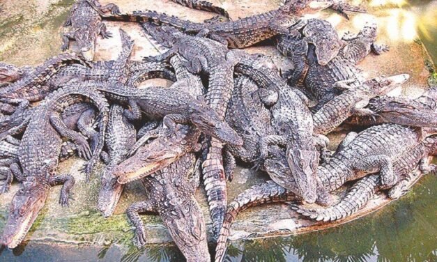 چمبل ندی میں نسل افزائش کے بعد مگرمچھوں کے ہزاروں بچے آئے باہر