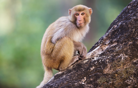 برطانیہ میں ایک اور قسم  کے وائرس سے لوگ متاثر