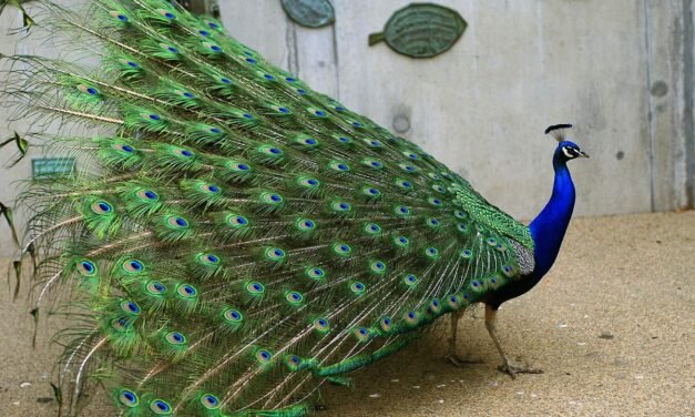 زہریلے دانے کھانے سے تین درجن سے زیادہ موروں کی موت