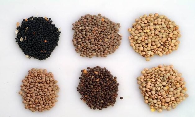 سرسوں اور دال کی ایم ایس پی میں 400 – 400 روپے کا اضافہ