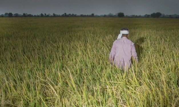 خریف کی 17 فصلوں کی ایم ایس پی کا اعلان، دھان کی قیمت میں 100 روپے کا اضافہ