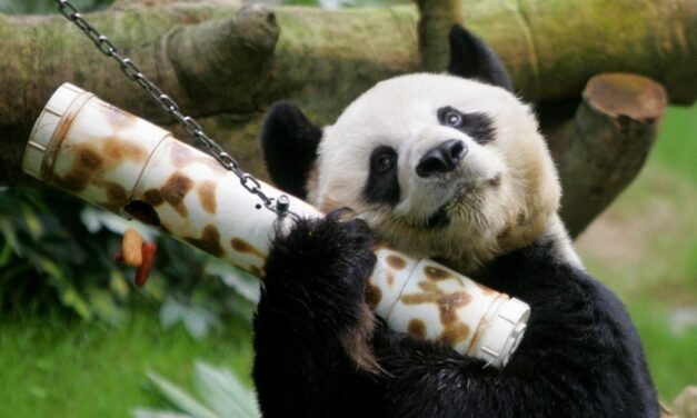 دنیا کا معمر ترین پانڈا  کی موت  ہوگئی